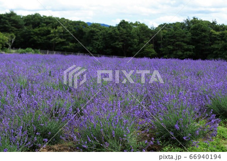 青山高原ハーブガーデン 66940194