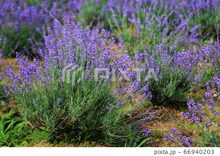 青山高原ハーブガーデンの写真素材