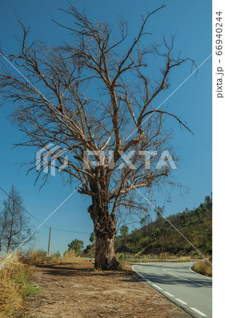 Huge leafless tree at the edge of deserted road 66940244