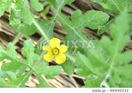 スイカの花 雄花 スイカの雄花の写真素材