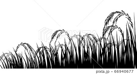 Rice grow Black and White Stock Photos & Images - Page 3 - Alamy