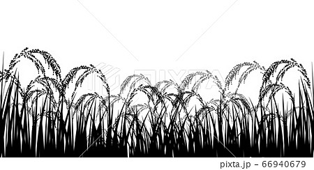 米 稲 農業 背景のイラスト素材