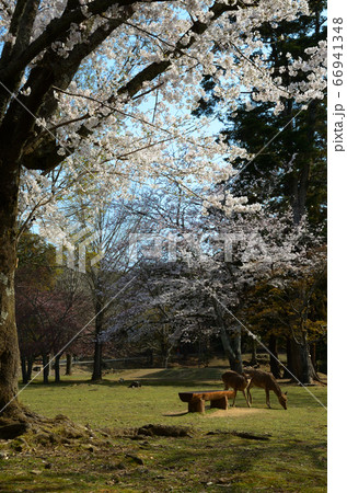 奈良公園の鹿と桜 奈良公園の鹿と桜 66941348