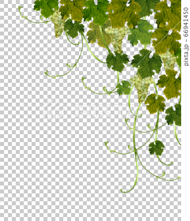 白葡萄水彩畫 66941450