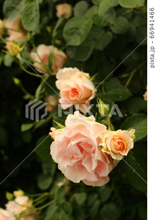 バラ 黄 薔薇 白 バラ 黄 薔薇 白 66941466