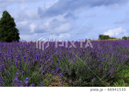 青山高原ハーブガーデン 青山高原ハーブガーデン 66941530