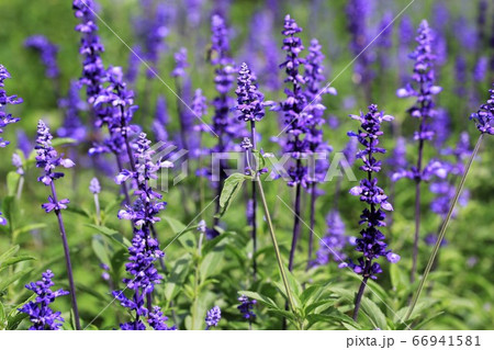 青山高原ハーブガーデン 青山高原ハーブガーデン 66941581