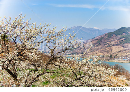花 春 自然 66942009