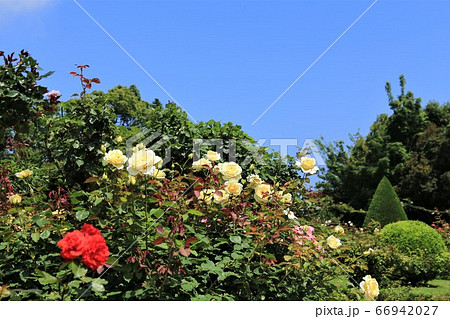 河津バガテル公園のバラの写真素材
