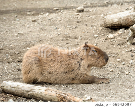 カピバラ 66942097