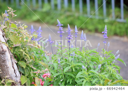 サルビア ファリナセアの花 サルビア ファリナセアの花 66942464