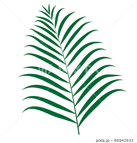 アレカヤシのイラスト 66942635