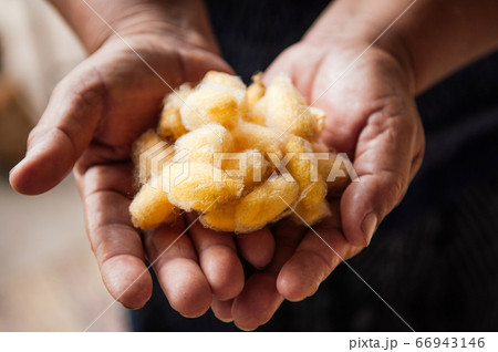 Yellow silk cocoons in woman hand. Traditional sericulture of Thai silk making 66943146