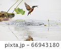 新しい 魚 自然 66943180
