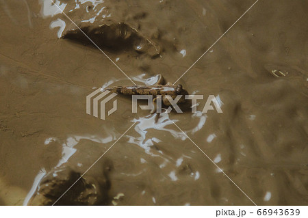 ムツゴロウ 干潟 有明海の写真素材