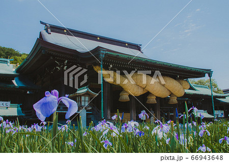 宮地嶽神社 菖蒲まつりの写真素材