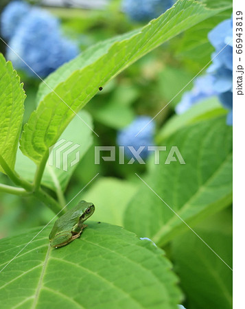 紫陽花にかわいい雨蛙 紫陽花にかわいい雨蛙 66943819