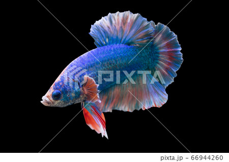 Betta Fancy HMPK Halfmoon plakat Male or Plakat Fighting Fish Splendens on Black Background. 66944260