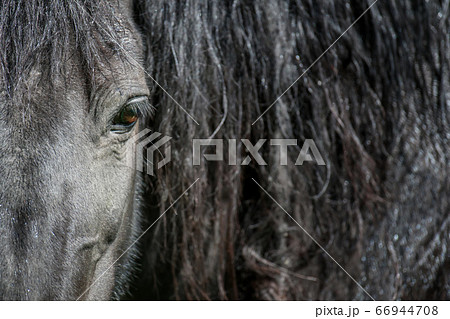 Eye of a black horse, lit by the sun. Focus on the 66944708