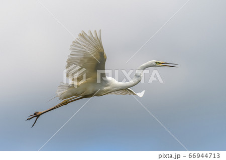White heron, Great Egret, fly on the sky 66944713