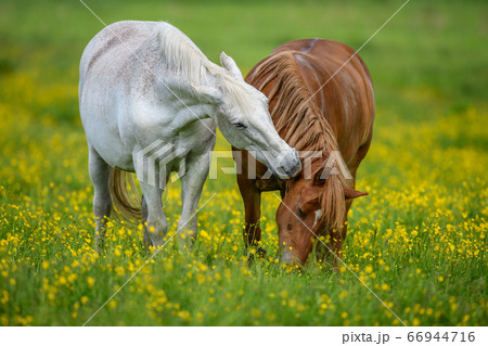 White and brown horse on field of yellow flowers White and brown horse on field of yellow flowers 66944716