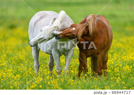 White and brown horse on field of yellow flowers 66944717