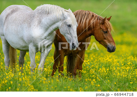 White and brown horse on field of yellow flowers 66944718