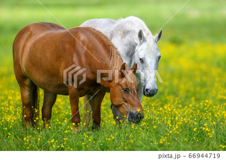 White and brown horse on field of yellow flowers White and brown horse on field of yellow flowers 66944719