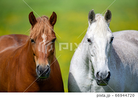 White and brown horse on field of yellow flowers 66944720