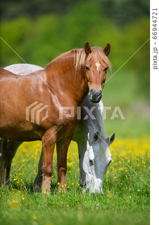White and brown horse on field of yellow flowers White and brown horse on field of yellow flowers 66944721