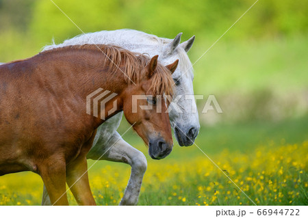 White and brown horse on field of yellow flowers 66944722