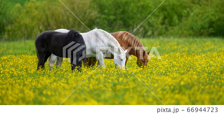 White, black and brown horse on field of yellow White, black and brown horse on field of yellow 66944723