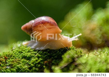 Giant snail (Achatina fulica) crawling on green 66944743