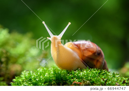 Giant snail (Achatina fulica) crawling on green 66944747