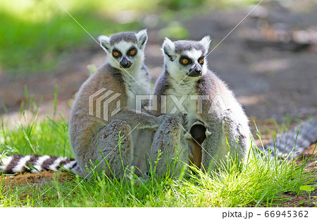 Ring-tailed lemur with a baby 66945362