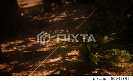 Early morning sunlight in the Sequoias of Mariposa 66945392