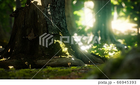 Sunlight rays pour through leaves in a rainforest Sunlight rays pour through leaves in a rainforest 66945393
