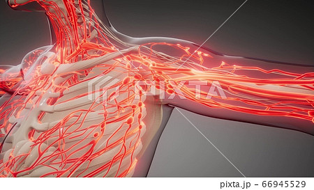 Blood Vessels of Human Body Blood Vessels of Human Body 66945529