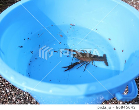 ザリガニ釣り　バケツ 66945645