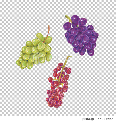 Grapes Grapes 66945662