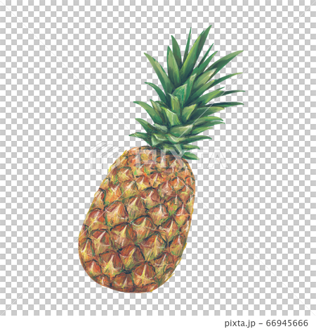パイナップル パイナップル 66945666
