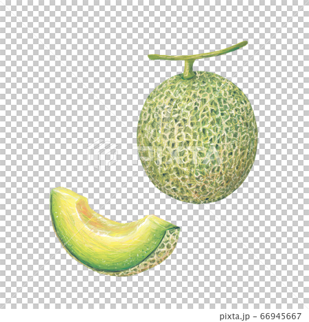 melon melon 66945667