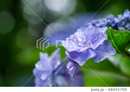 ガクアジサイの花びらの写真素材