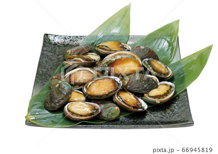 トコブシ_07(パス付) トコブシ_07(パス付) 66945819