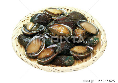 トコブシ_01（パス付） 66945825