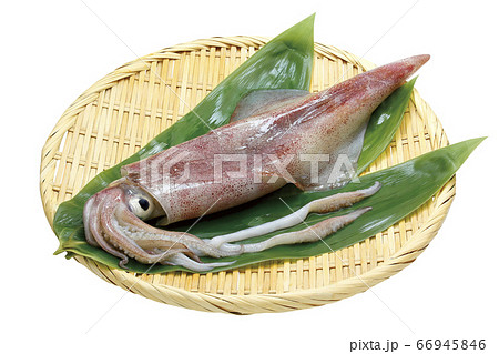 剣先イカ_01（パス付） 66945846