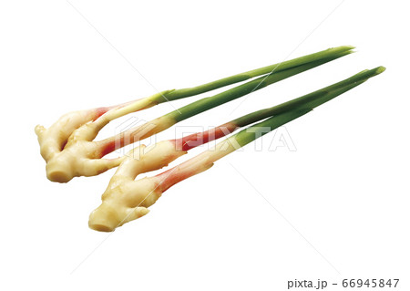 葉しょうが_10（パス付） 66945847