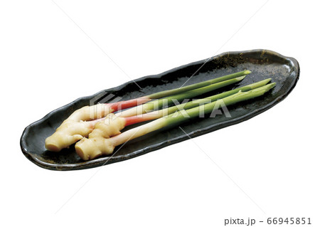 葉しょうが_06（パス付） 66945851