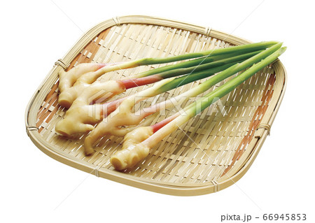 葉しょうが_04（パス付） 66945853