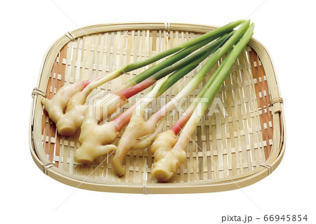 葉しょうが_03（パス付） 66945854